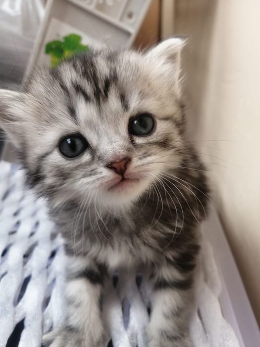 Котята шотландские