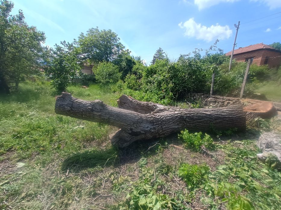 Ствол от орех...