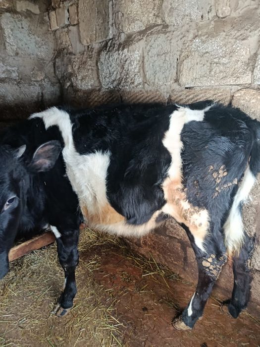 Продам тёлку голштин