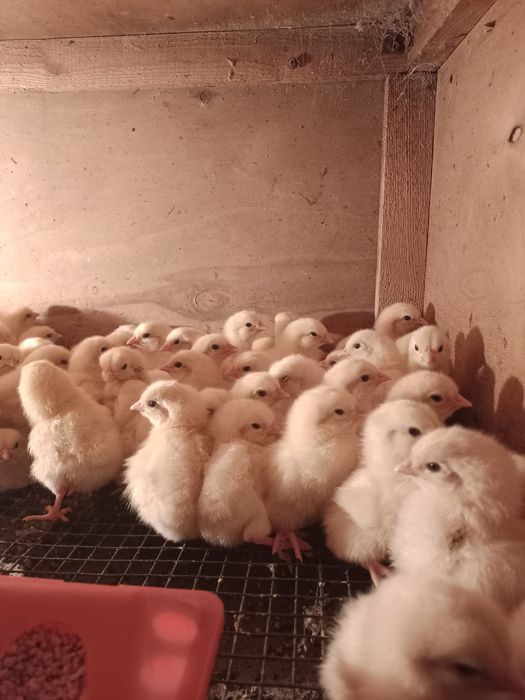 Цыплята петушки трёхдневные