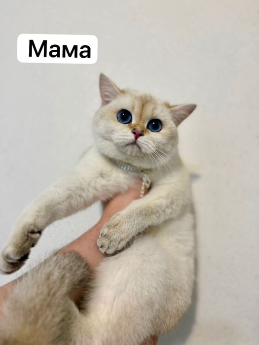Продам котят шиншил британской пароды