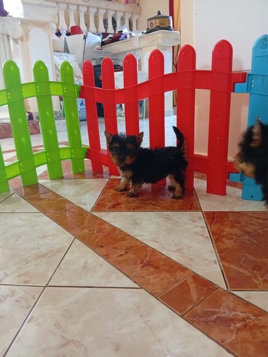 Yorkshire terrier baietel