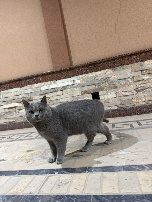 skotish strayt  juda aqli  haraktri zor