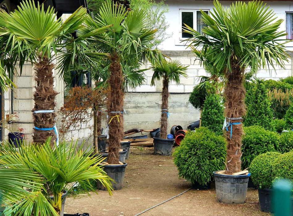 Palmieri de la 1.5m la 5m , rezistenti la -20, cycas, Washingtonia etc