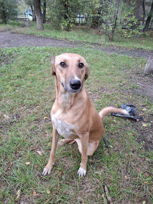 Помощь животным.