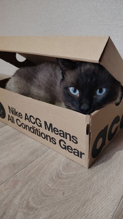 Пристраивается котик