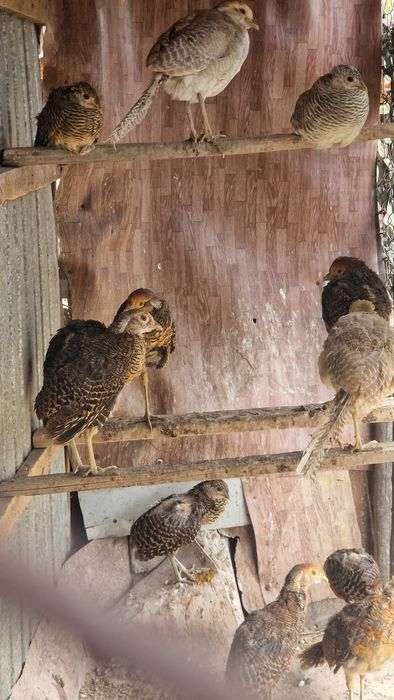 Păun mascul, fazani