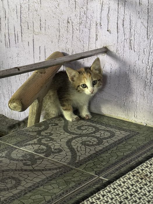 Отдам котят в хорошие руки