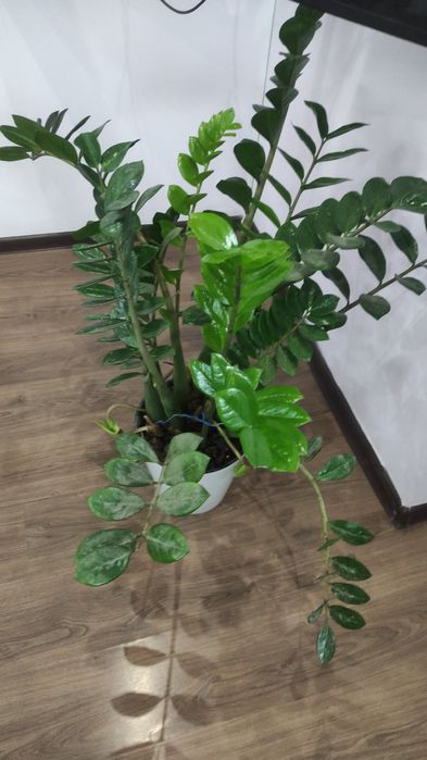 Замиокулькас или долларовое дерево