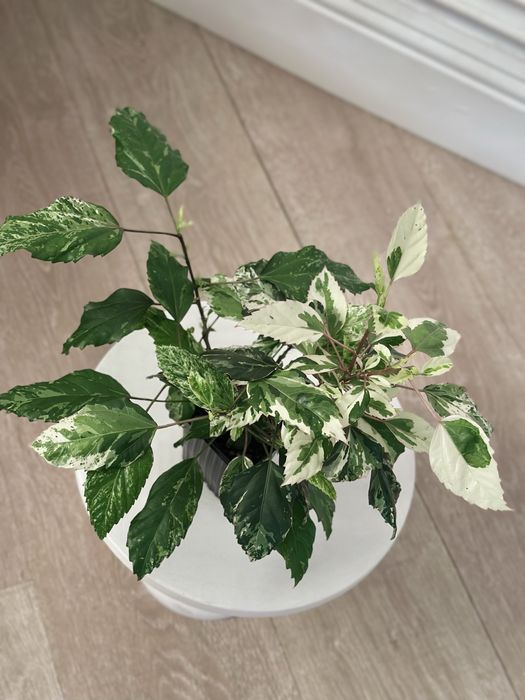 Вариегатный гибискус