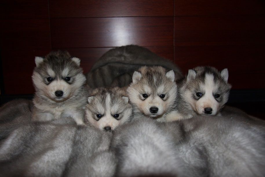 вязка от питомника