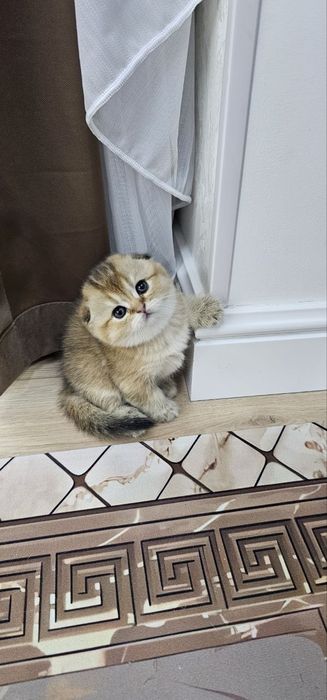 Золотистые шиншиллы девочки фолд и сирайт