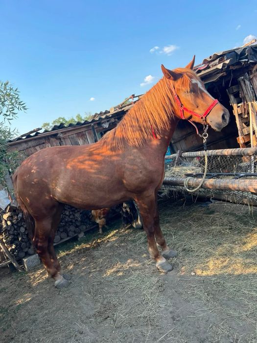 Iapa de vanzare foarte cuminte si buna pentru un om gospodar