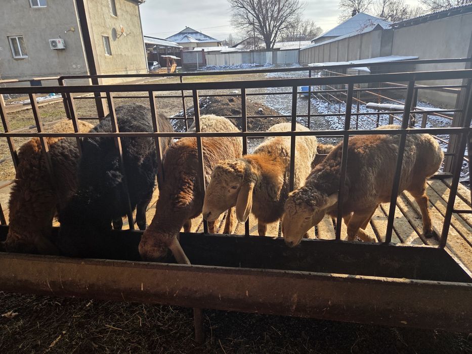 Арашан тоқты қошқарлар