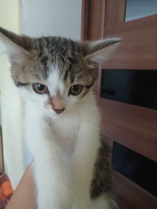 Отдам котят в добрые руки