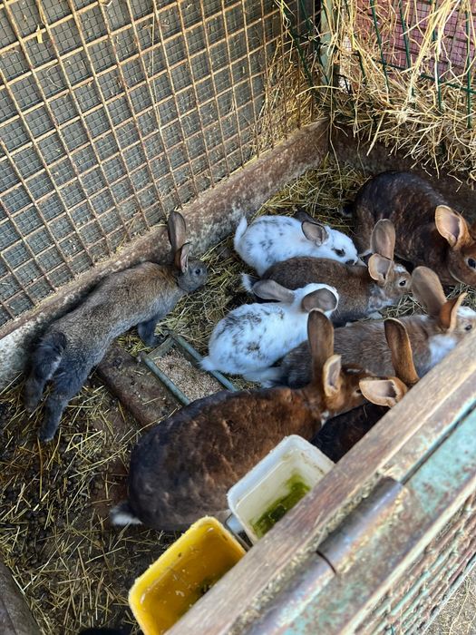 Iepuri rasa Rex de vanzare