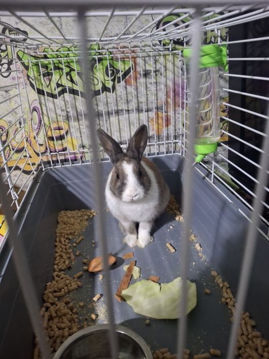 Продам кролика приучен к туалету