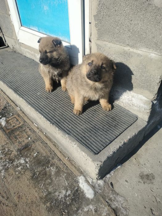 Отдам щенков в добрые руки