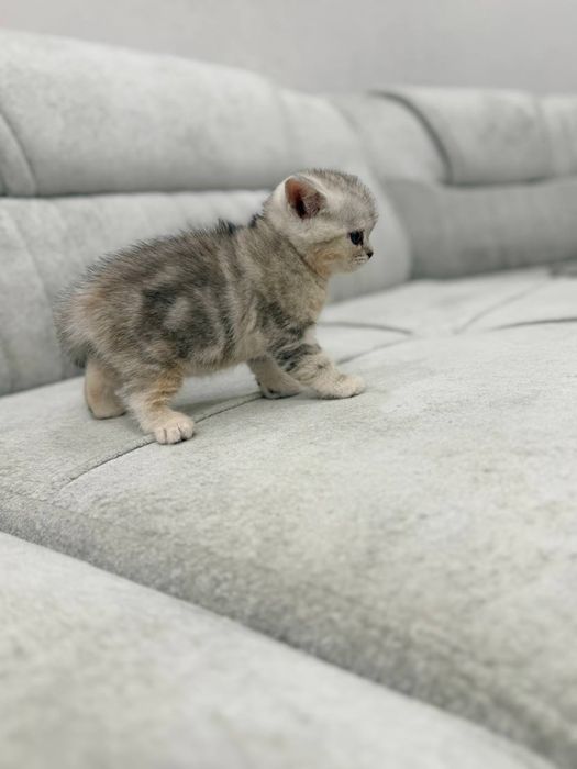 2 месячный котенок