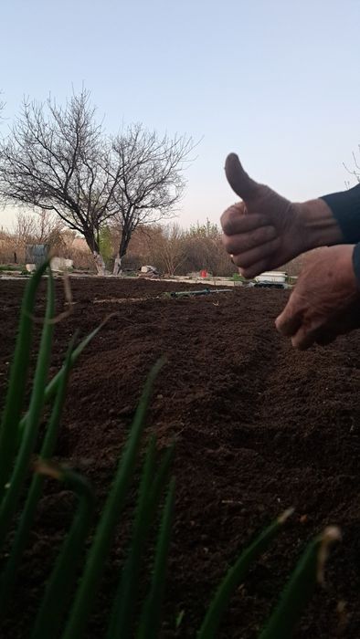 Услуги Кулътиватора