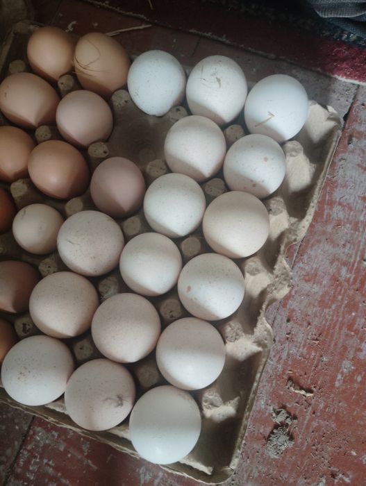 Уругланган Курка тухумлари сотилади.