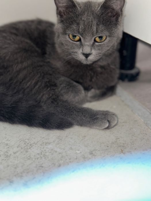 Кошка 6-7 месяцов