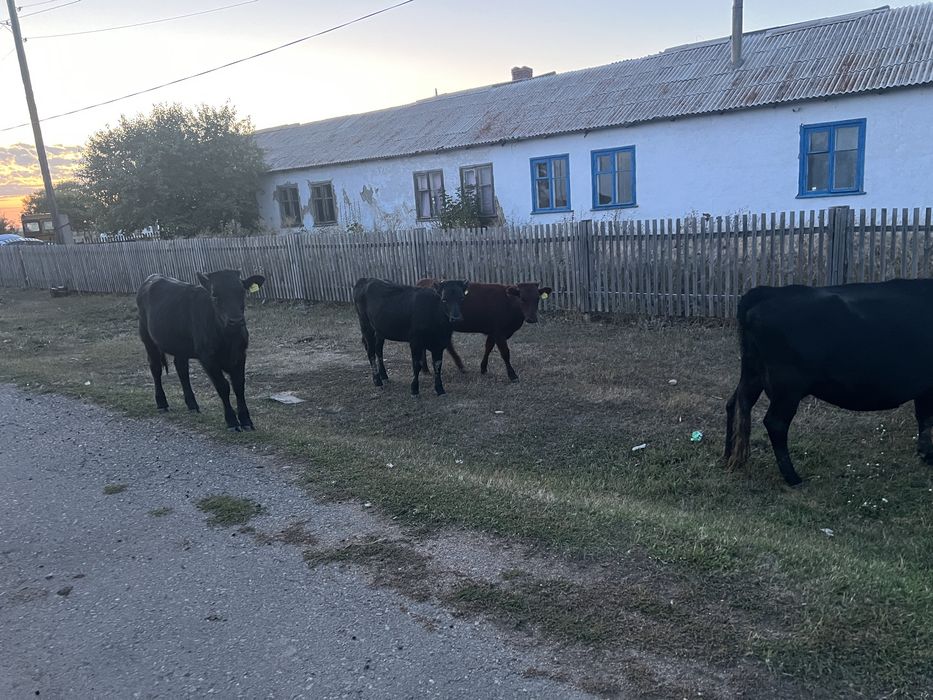 Продам 5 голов КРС