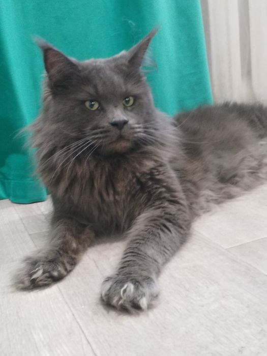 Продам Мейн кунчиков