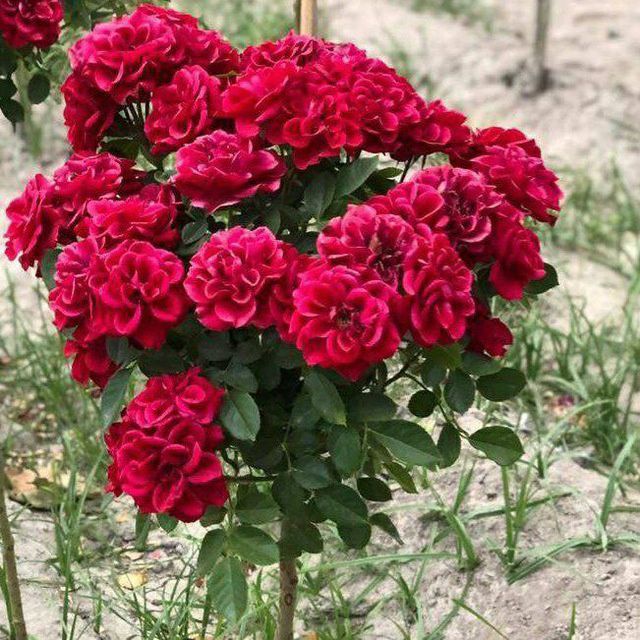 Shtampoviy atirgullar sotuvga tayyor