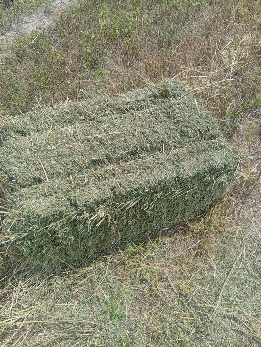 Продоияча лучерна первый пакос