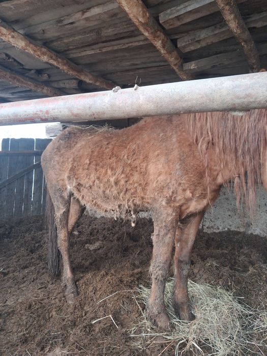 6 жасар бие сатылады