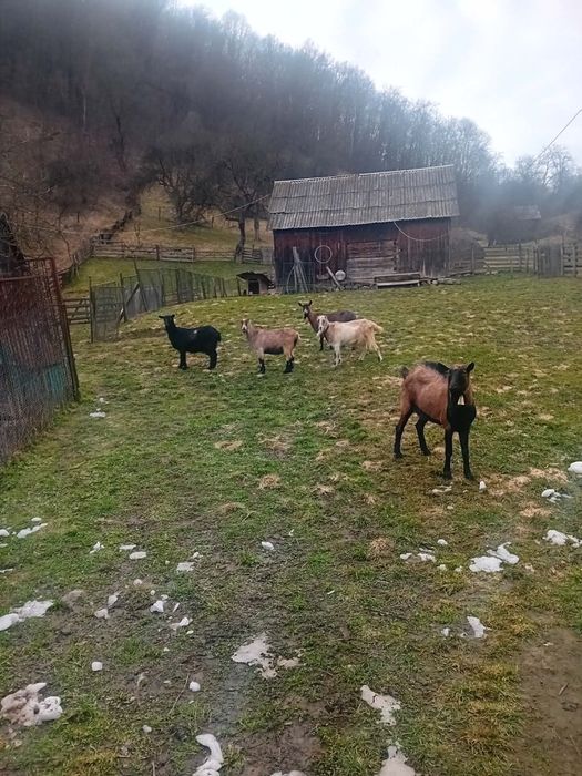 Capre gestante mai multe detalii în privat