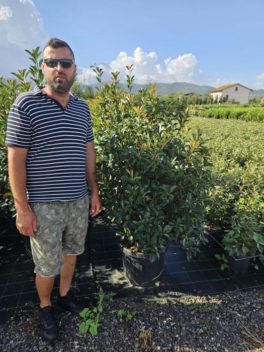 Photinia red Robin toate dimensiunile