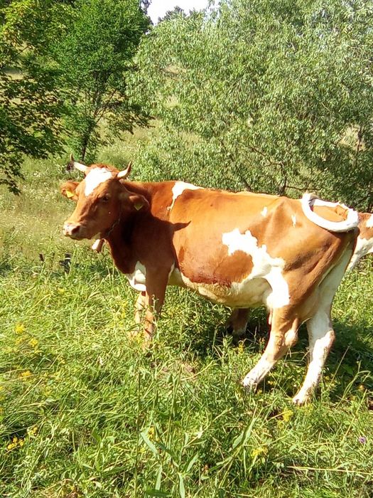 Vaca cu vitel de vanzare