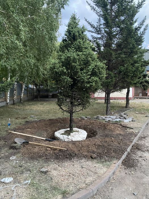 Продам деревья разные