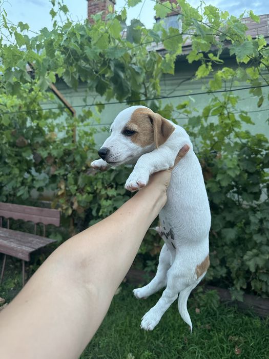 Jack russell terrier pui