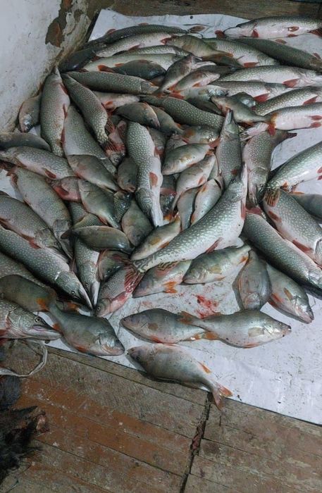 Свежая Щука речная с Торгая