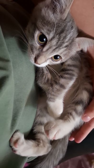 Кошечка, 5 месяцев