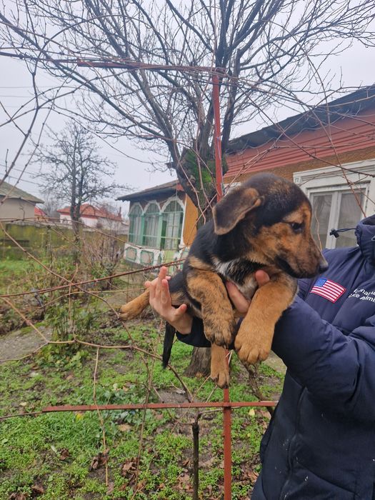 Ofer spre adopție un catelus cuminte