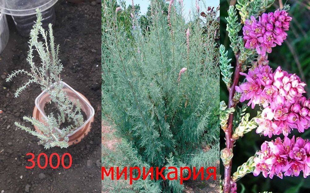 Цветочки   разные  продам