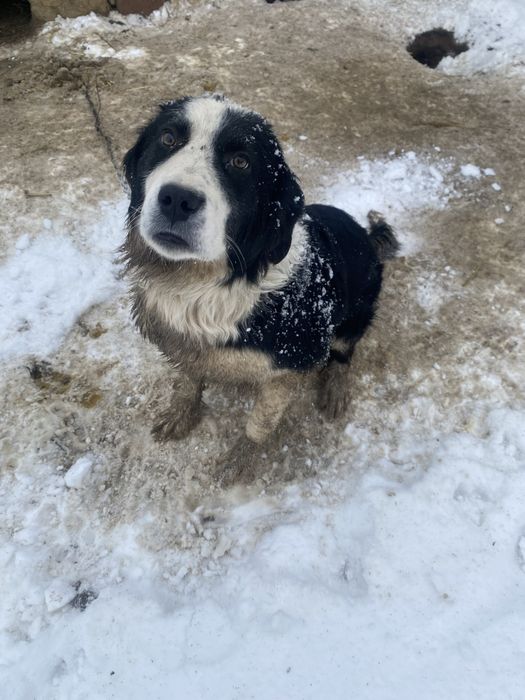 Ит сатылады алып қалыныздар