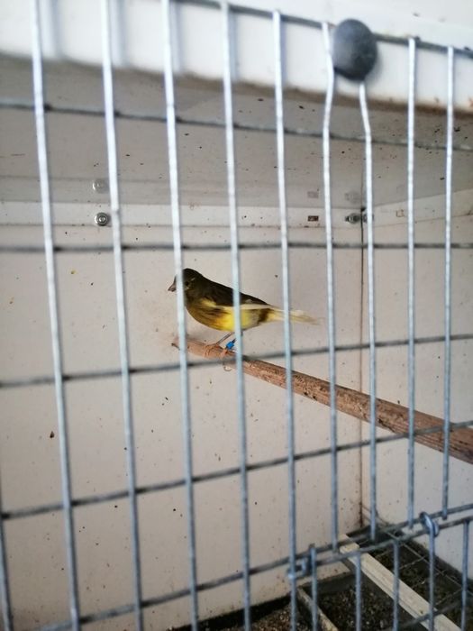 Продавам канари от 25год