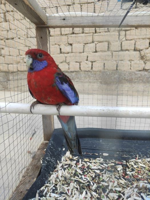 Soĝlomligiga garantiyasi bor