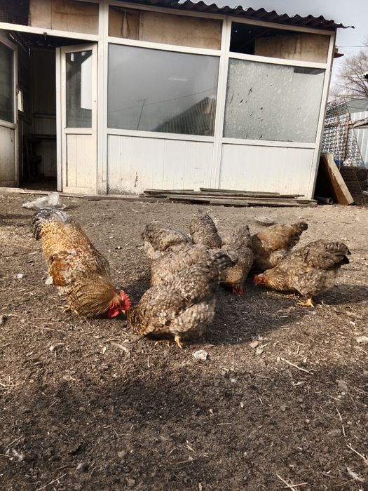 Инкубационный яицо Билефельдер.