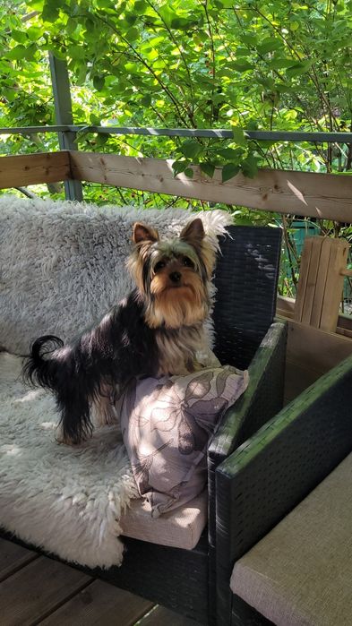 Будулай, опытный, молодой жених