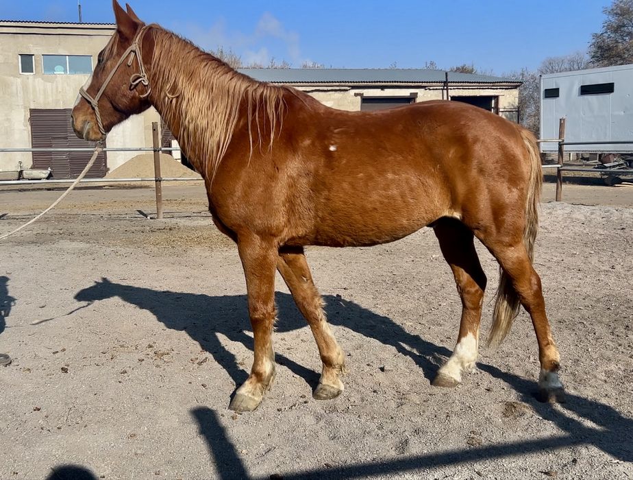 Кустанайский мерин ,  6 лет , под седло