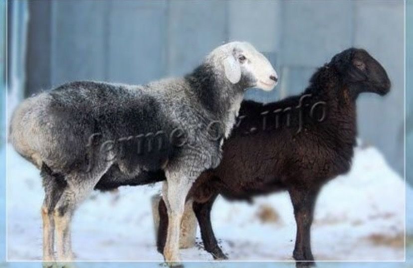 Бараны продам чисто