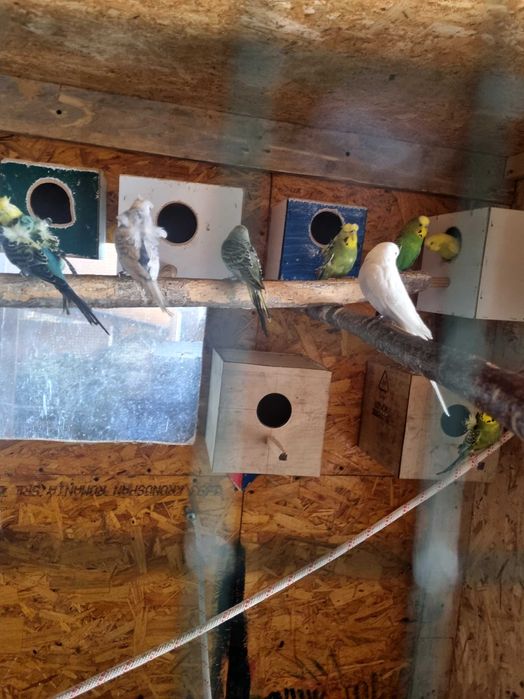 Papagali perusi,nimfe,agarponis gaini cochinchina pitic,australorp