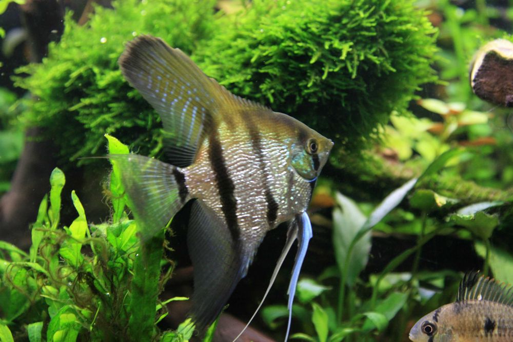 Аквариумы и все для них