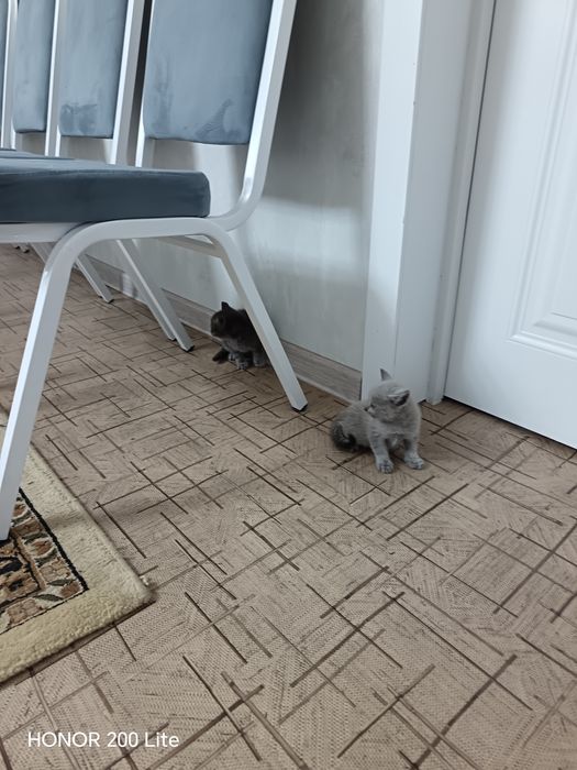 Котята. Даром. Есть доставка.